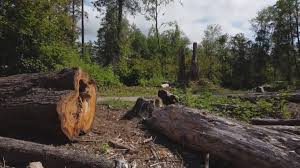 Best Tree and Shrub Care  in Carver, MN