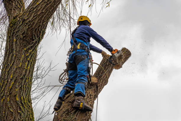 Best Arborist Consultation Services  in Carver, MN