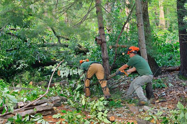 Best Lawn Maintenance Plans  in Carver, MN
