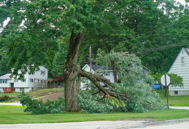 Best Leaf Removal  in Carver, MN