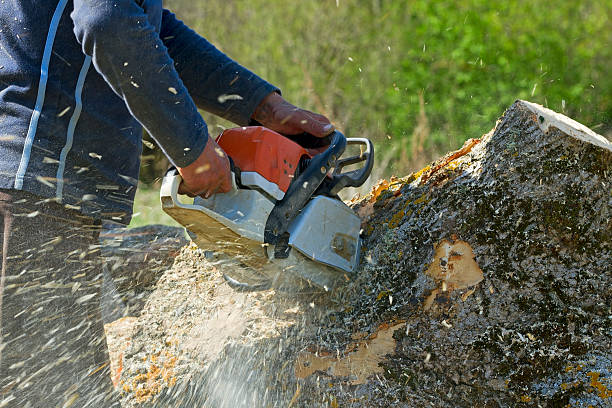 Best Hazardous Tree Removal  in Carver, MN